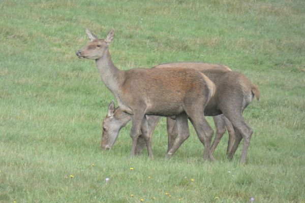 Ilustračné foto: archív Lesmedium.sk 