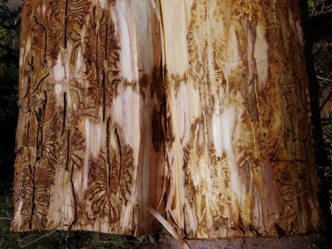 Podkôrnikmi napadnuté stromy 