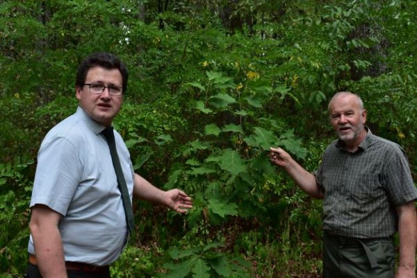 Zľava Ing. Ján Marhefka a Ing. Martin Kráľ pri dube červenom v areáli Sobraneckých kúpeľov 