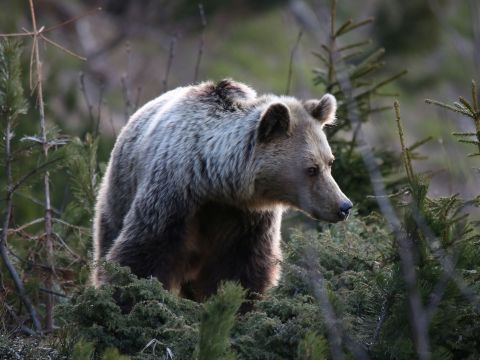 Ilustračné foto: Ing. Pavol Lenko 
