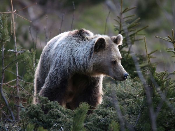 Ilustračné foto: Ing. Pavol Lenko 