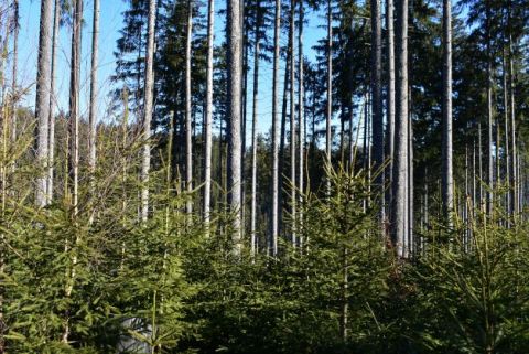 Príklad aktívneho, trvalo udržateľného obhospodarovania lesov v praxi
