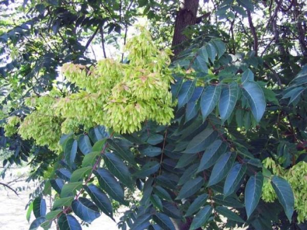 Pajaseň žliazkat&yacute;