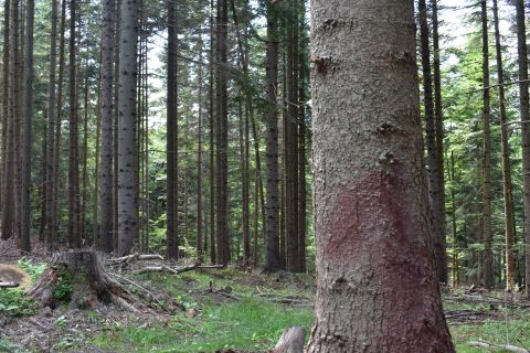 Poškodenie stromu ori približovaní dreva ošetrené Pellacolom 