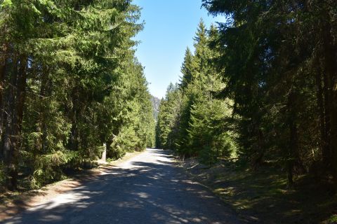 Cesta súkromnými lesmi na Liptove