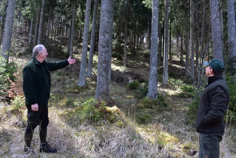 Štátni lesníci Cyril Bábeľa st. (vľavo) a Ján Vavrek ukazujú na dobrý stav porastov na Muránskej planine, o ktoré starajú 