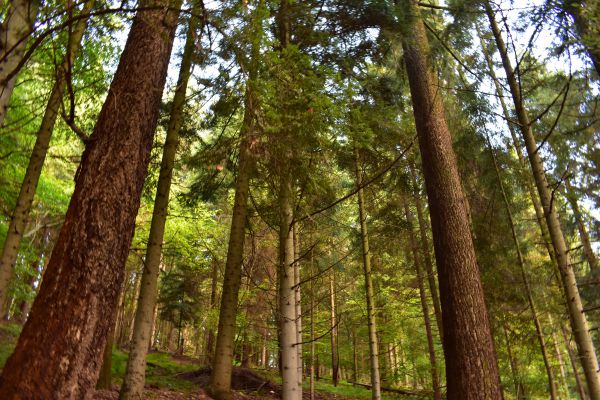 V popredí krásne duglasky v Gelnických lesoch 