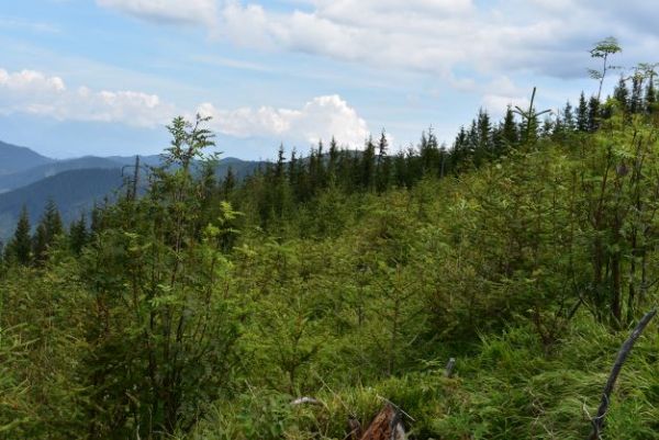 Zalesnené plochy nad Vyšnou Bocou s krásnymi mladinami 