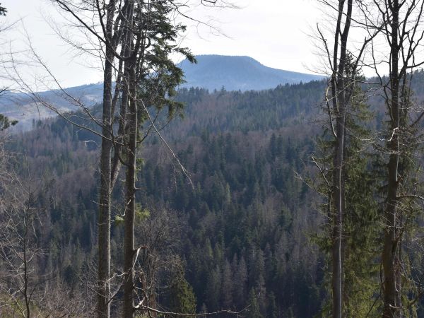 Rozsiahle smrečiny napadnuté lykožrútom na Dobroči 