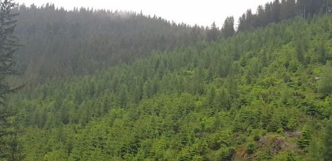 Zdravé lesné porasty v lokalite Jelinská pri Nižnej Boci