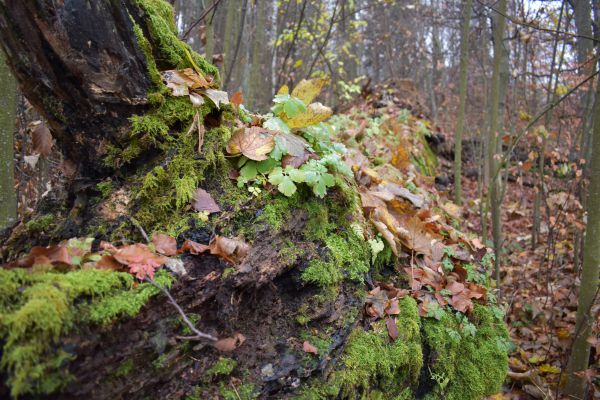 Ilustračn&eacute; foto Jozef Marko