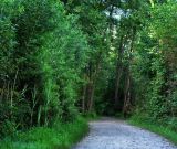 V&yacute;mera lesov sa mierne zv&yacute;&scaron;ila