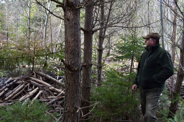 Ing. František Pisarčík v lokalite s bobrími hrádzami pri osade Tatranská Kotlina 