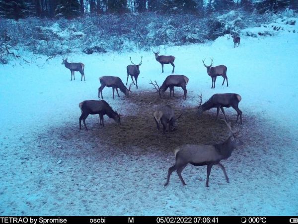 Ilustračn&eacute; foto: FB str&aacute;nka &Uacute;nie region&aacute;lnych združen&iacute; vlastn&iacute;kov ne&scaron;t&aacute;tnych lesov Slovenska 
