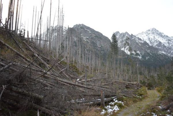 Rozsah bezzásahového režimu v Bielovodskej doline vo Vysokých Tatrách 