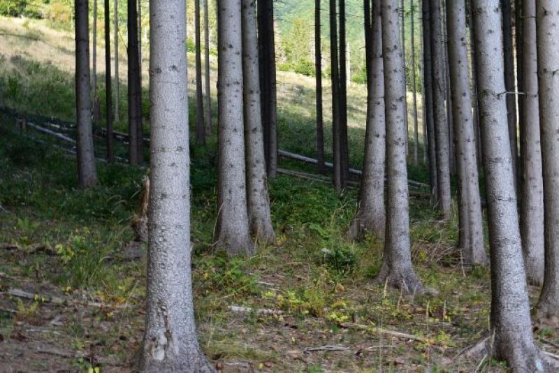 Vyrúbané napadnuté smreky budú vzápätí vytiahnuté z porastu 