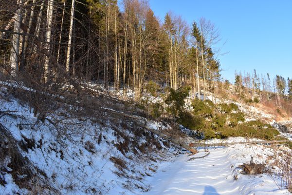 Víchrica Petra vyvrátila stromy aj REA-LESu na Gemeri