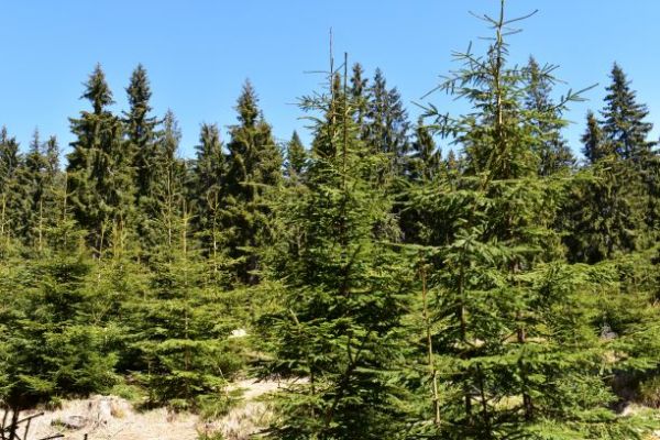 Ilustračn&eacute; foto Jozef Marko