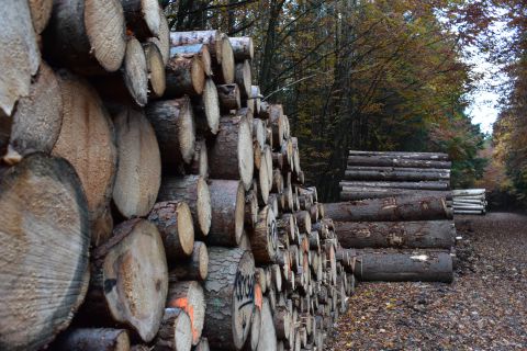 Vyťažené kalamitné drevo z Bavorského lesa v Nemecku
