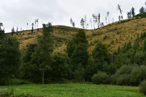 Aj slovenské lesy potrebujú po kalamitách pomoc