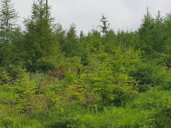 Obnovené kalamitné plochy na Čertovici