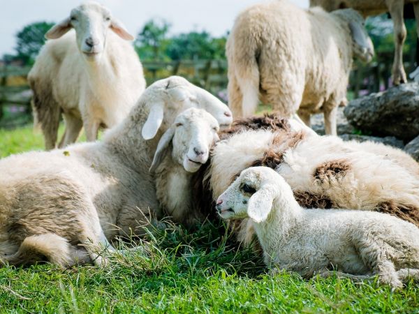 Ilustračné foto: Pixabay.com 