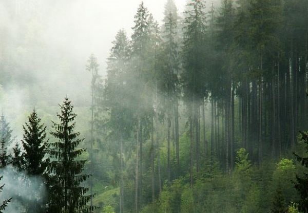 PEFC Slovensko píše premiérovi