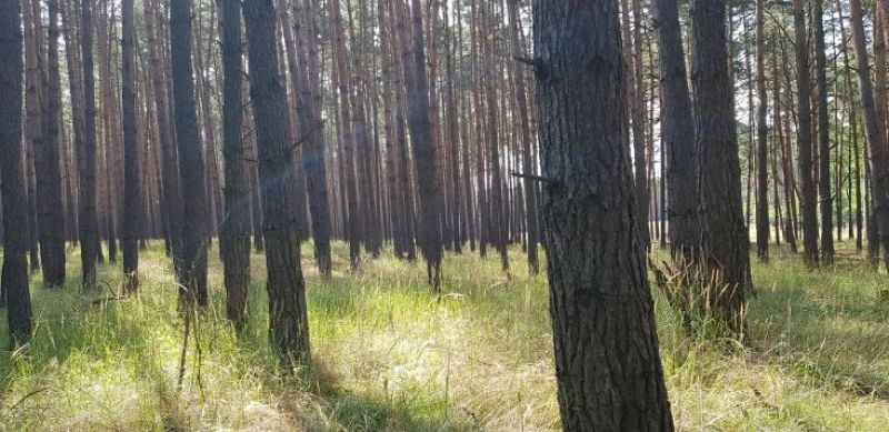 Borovice s rovnými kmeňmi na viatych pieskoch Záhoria