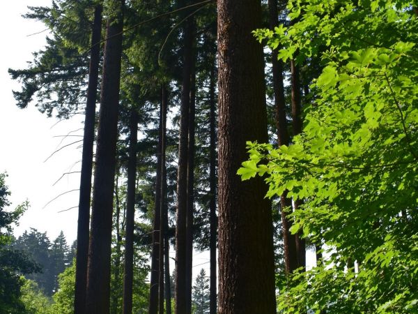 Porast s dominanciou duglasky tisolistej 