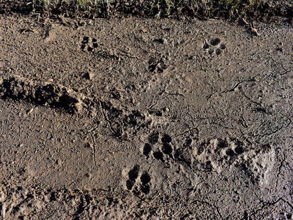 Vlčie stopy na lesnej ceste 