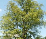 Na Kysuciach rast&uacute; unik&aacute;tne stromy