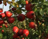 Zberali &scaron;&iacute;pky s Lesmi SR