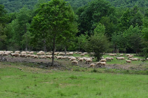 Pasúcce sa obce pri sysľovisku pod Muránskym hradom 