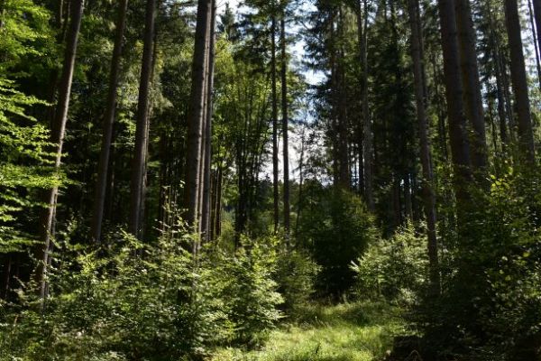 Ilustračn&eacute; foto Jozef Marko