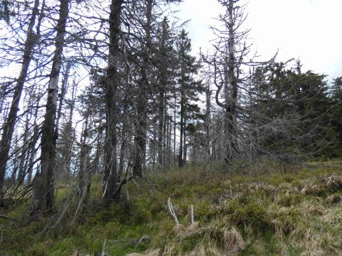 Odumierajúce smrečiny na Muránskej planine 