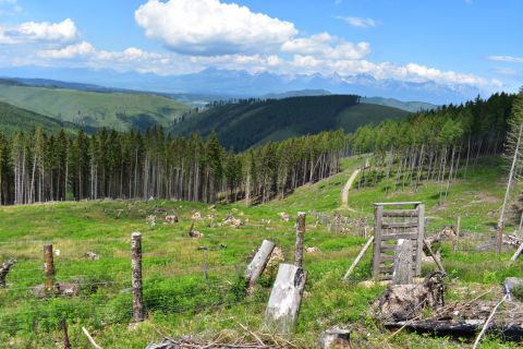 Lesníci oplocujú obnovované kalamitné plochy, aby ochránili mladé lesné kultúry pred škodami, spôsobené zverou 