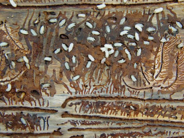 Strom napadnutý lykožrútom smrekovým 