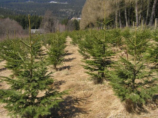 Klonov&aacute; v&yacute;sadba na Svetlej hore v roku 2008 