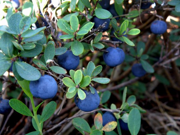 Brusnica barinná - Vaccinium uliginosum