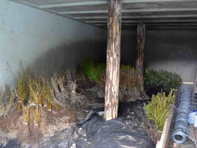 Sadenice v snehovej jame, pripraven&eacute; na vysadenie 