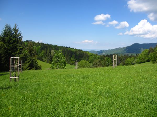 Horská lúka s plodonosnými drevinami 