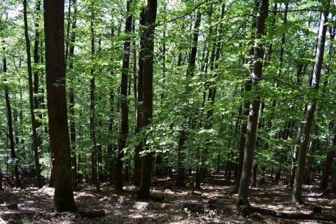 Lesníkmi obhospodarované lesy plnia viaceré mimorpodukčné funkcie . napríklad pôdoochrannú 