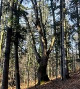 Vz&aacute;cny strom ponechan&yacute; v poraste