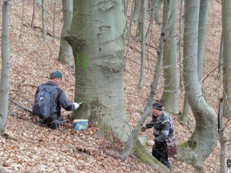 Vyznačovanie stromov na dožitie v Lesopoľnohospodárskej urbárskej spoločnosti Zvala 