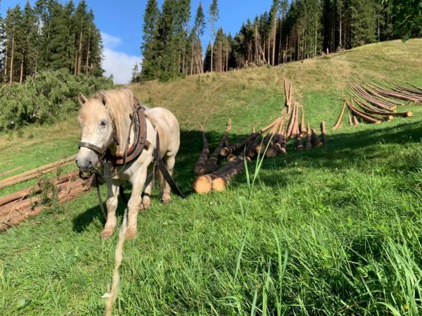 Ilustračn&eacute; foto: FB str&aacute;nka LESY SR 