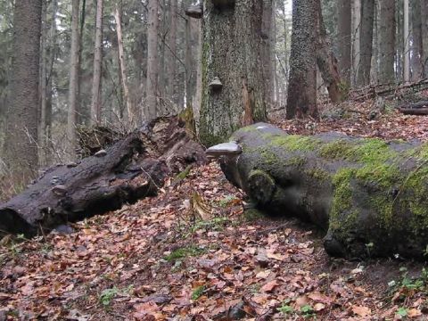 Zdroj: FB stránka NLC  