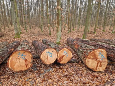 Zdroj: Internetová stránka Lesy ČR