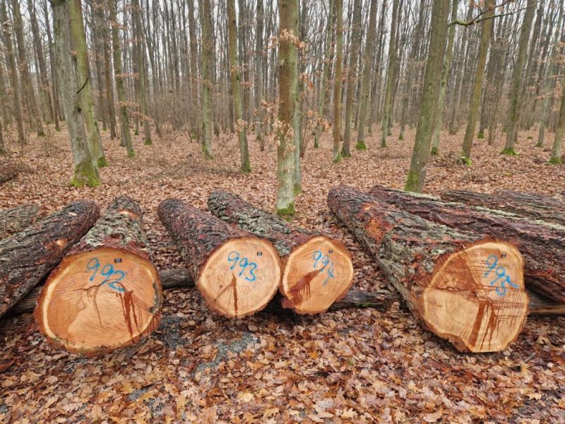 Zdroj: Internetová stránka Lesy ČR