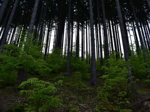 Ukážka hospodárenia Lesného spoločenstva Štiavnik 