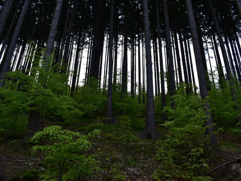 Ukážka hospodárenia Lesného spoločenstva Štiavnik 